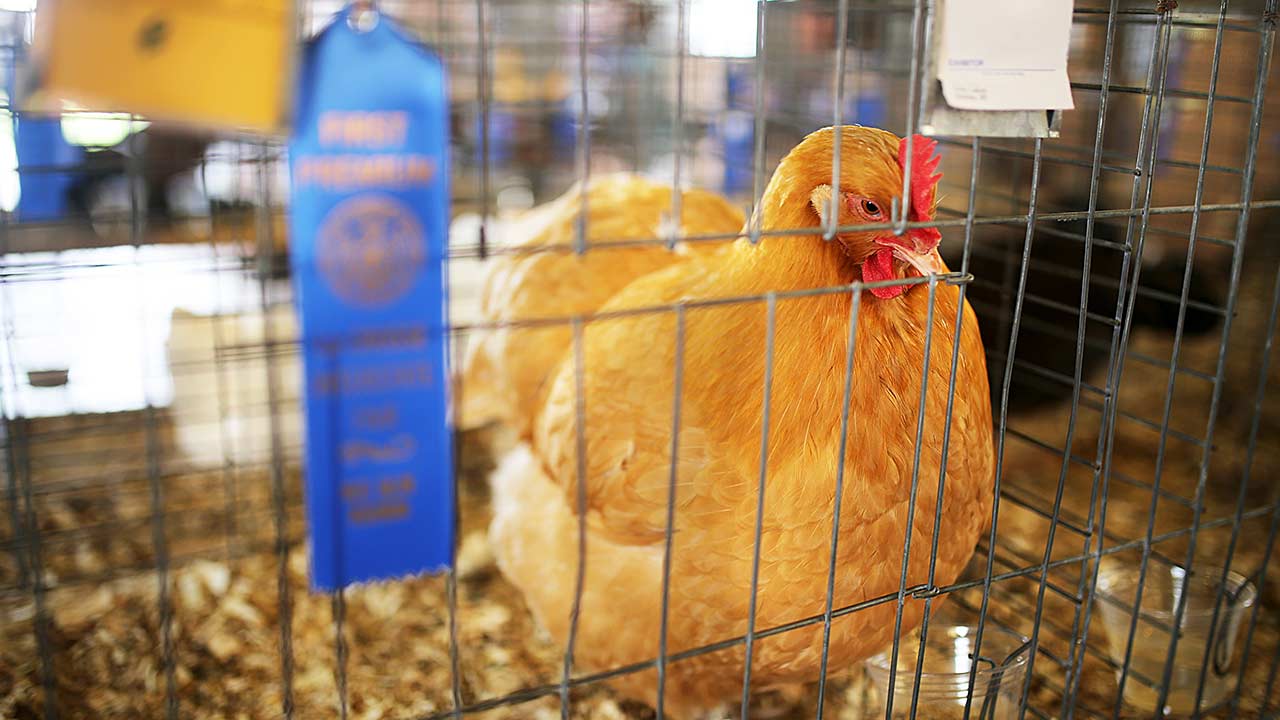 Poultry Show Southeast Weld County Fair