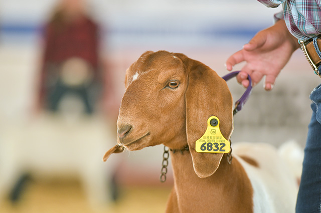 Southeast-Weld-County-Jr-Fair-&-Rodeo-8
